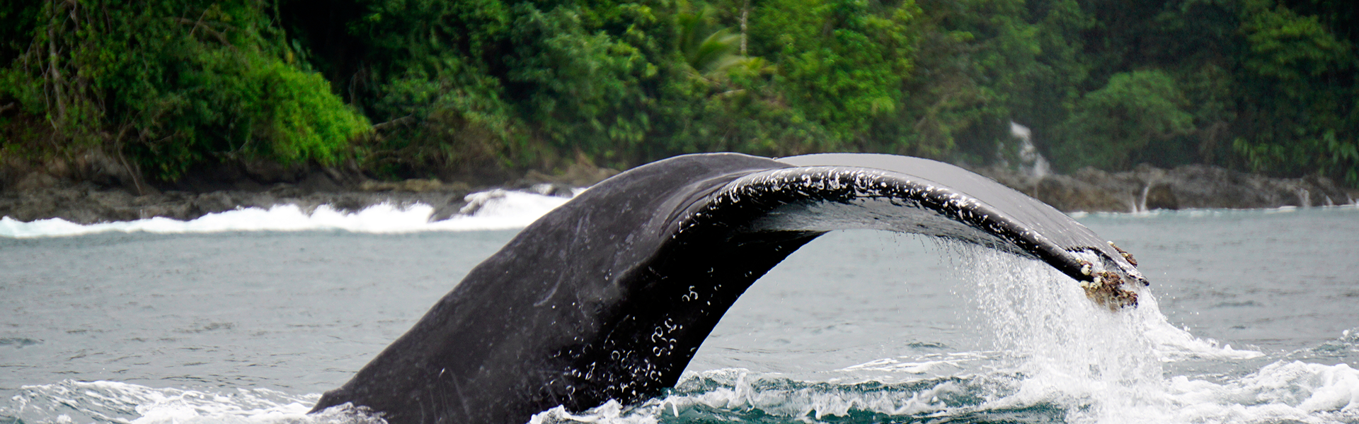 Qué hacer en Bahía Solano? | Vuela con clic